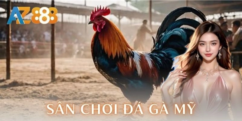 Chiến thuật cược trong sân chơi đá gà Mỹ