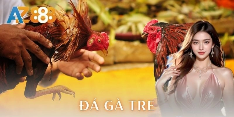 Chiến thuật đá gà tre hiệu quả