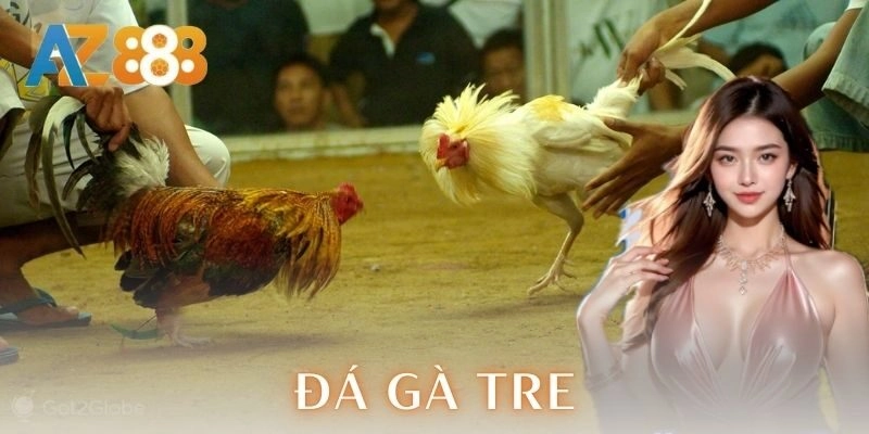 Đặc điểm nhận biết gà tre mạnh
