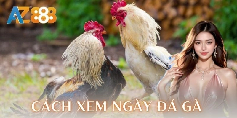 Lưu ý khi áp dụng cách xem ngày đá gà